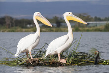Two Pelicans With Yellow Bills, White Feathers And Pink Legs Are Perched On A Little Floating Island Made Of Reeds, Both Facing Right, A Lake And A Larger Island With Bushes And Trees In The Backgroun