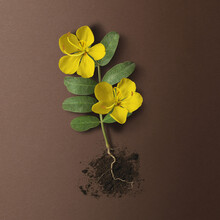 Plant With Yellow Flowers And Roots Exposed And Soil On A Brown Background; Toronto, Ontario, Canada