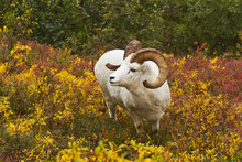 Dall's Sheep (ovis Dalli) Ram Looks Up From Feeding On Diamondleaf Willow (salix Pulchra) In Shrub Tundra In Autumn, Denali National Park; Alaska, United States Of America