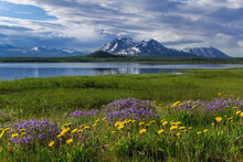Wildflowers Bloom Along The Shoreline Of Dezadeash Lake, Accessable From The Haines To Haines Junction Section Of The Alaska Highway, Spring, Yukon, Canada.
