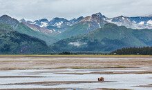 A Coastal Brown Bear Lies On A Small Gravel Bar On Vast Tidal Flats Of Chinitna Bay Lake Clark National Park And Preserve With Snow Capped Mountains In The Background; Alaska United States Of America