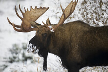 Bull Moose With Snow On It's Nose; Alaska, United States Of America