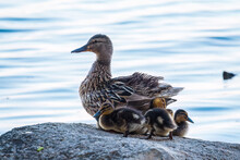 Adult Duck With Many Ducklings Sits On Green Shore Of Pond