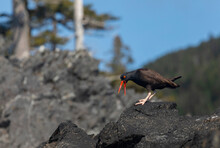 Close-up Portrait Of An Oystercatcher Bird (Haematopus) Squawking As It Walks On The Rocks On A Summer Day With A Blue Sky In Prince William Sound; Alaska, United States Of America