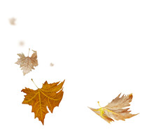 Leaves Leaf  Falling In Autumn Isolated For Background