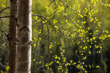 Birch Trees With New Spring Growth In Chugach State Park; Anchorage, Alaska, United States Of America