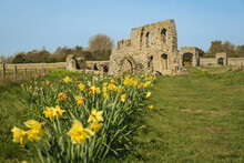 Greyfriars Medieval Friary, With Yellow Daffodils Blossoming In The Foreground; Dunwich, Suffolk, England