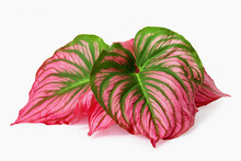 Red With Green Veins Caladium Fancy Leaved