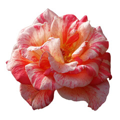 Sticker - Beautiful real single flower flowerhead of tropical Hibiscus rosa sinensis cut out on an isolated background