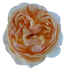 Sticker - Beautiful real single flower flowerhead of tropical Hibiscus rosa sinensis cut out on an isolated background