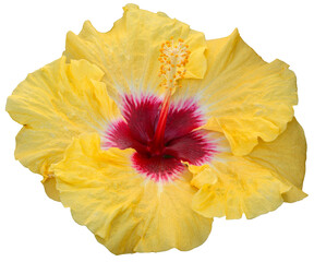 Sticker - Beautiful real single flower flowerhead of tropical Hibiscus rosa sinensis cut out on an isolated background