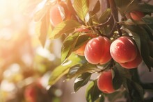 Ripe Peaches On A Tree In An Orchard In The Rays Of The Sun. The Concept Of Eco Fruits. Generative Ai.