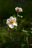 Fototapeta Kwiaty - Herbstanemone