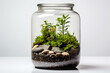 Ecosystem in a jar, glass terrarium with small plants isolated on white background