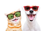 Fototapeta Zwierzęta - Portrait of a cheerful Scottish Straight kitten and Jack Russell Terrier dog in sunglasses isolated on a white background