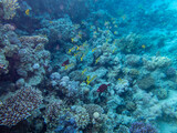 Fototapeta Do akwarium - Colorful inhabitants of the Red Sea coral reef