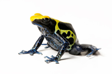 Canvas Print - Färberfrosch // Dyeing poison dart frog (Dendrobates tinctorius) - 