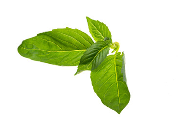 Sticker - basil isolated