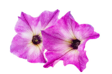 Poster - Petunia flower isolated