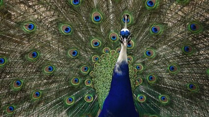 Sticker - Close up of peacock showing its beautiful feathers