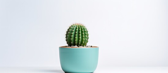 Canvas Print - Cactus in a pot against a white backdrop