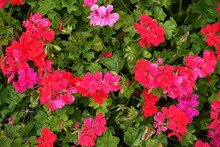 Red And Pink Flowers Of Ivy-leaved Pelargonium In Mid July