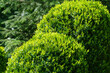 Boxwood Buxus sempervirens or European box with bright shiny young green foliage on blurred green background. Close-up, selective focus. Perfect backdrop for any natural theme.
