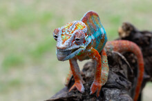 Panther Chameleon Walking Along A Branch, Indonesia