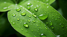 A Close Up Of A Green Leaf With Water Droplets On It