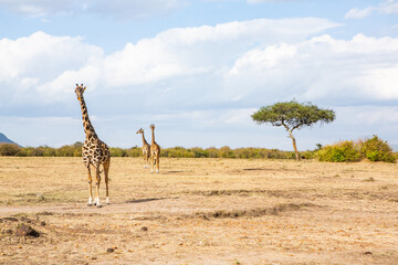 Safari through the wild world of the Maasai Mara National Park in Kenya. Here you can see antelope, zebra, elephant, lions, giraffes and many other African animals.