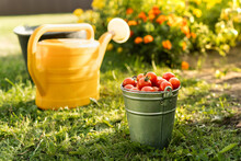Close-up Of A Bucket Filled With Freshly Picked Cherry Tomatoes Next To A Watering Can In The Garden