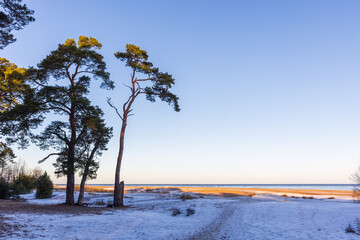 Wall Mural - pine trees grow on a coast of baltic sea, natural winter landscape