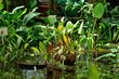 aquatic and marsh plants are grown in water in a greenhouse