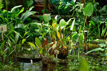 aquatic and marsh plants are grown in water in a greenhouse