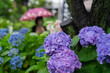東京　文京区　白山神社の紫陽花