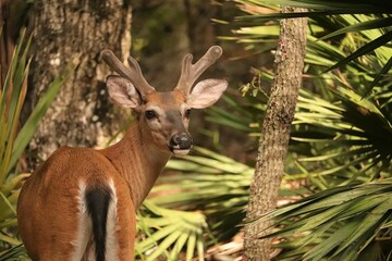 Wall Mural - In Velvet Young Buck Spike White-tailed Deer at Manatee Springs State Park Chiefland Florida