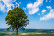 © fotografci - A free-standing tree on the way up to Ehrenbürg, also called Walberla, near Kirchehrenbach/Germany in Franconian Switzerland