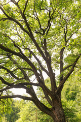 Crown of an old oak on a clear sunny summer day