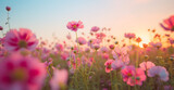 Fototapeta Kosmos - pink field blooming flower meadow violet sunlight sunset beautiful nature background. Generative AI.