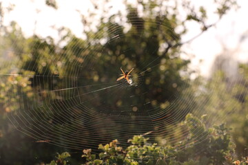 spider on web