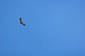 Wall Mural - Griffon vulture (Gyps fulvus) flying by near Lukmanier Pass