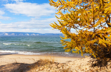 Wall Mural - baikal lake. beautiful autumn landscape with yellowed larch tree on sandy beach of olkhon island on 