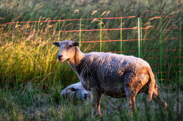 A sheep stands in front of the electric fence in the gras.