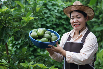 Wall Mural - Happy Asian gardener wears hat,apron, holds basket of avocado fruits in garden. Concept , organic agriculture occupation lifestyle. Happy farmer. Sustainable living, grows crops for eating or selling.