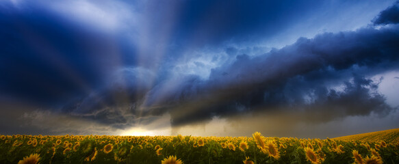 Wall Mural - Nature's Beauty Unveiled: Sunflowers and a Dramatic Sunset with Stormy Clouds