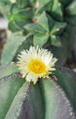 Wall Mural - Flower on top of a Green Cactus in the Desert