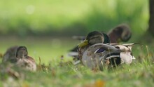 Slow-motion Footage Of A Cute Mallard Or Wild Duck (Anas Platyrhynchos) Cleaning Itself On A Lakeshore