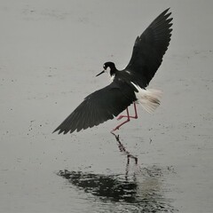 Wall Mural - Black-necked Stilt Donnelley Wildlife Management Area Green Pond SC 