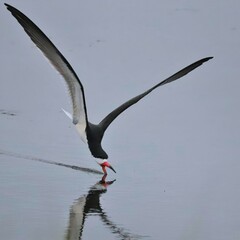 Wall Mural - Black Skimmer Fishing on Still Calm Reflective Waters Bear Island South Carolina