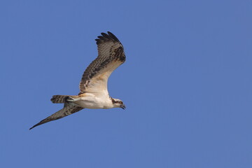 Osprey hunting prey inflight against blue sky. 